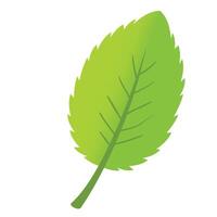 Leaf plant illustration on white background vector