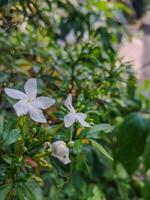 star jasmine flowers growing in bloom, seen close up from a side perspective. photo