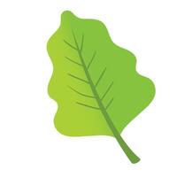 Leaf plant illustration on white vector