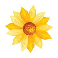 sunflower element isolated on white background vector