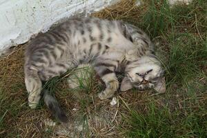 el gris gato es siesta y descansando foto