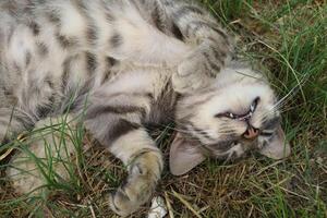 el gris gato es siesta y descansando foto