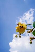 fondo ver de amarillo flores en contra el antecedentes de el cielo durante el día. foto