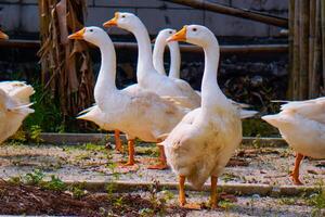 a group of geese gathering in a farm field. photo