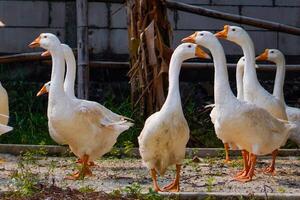 a group of geese gathering in a farm field. photo