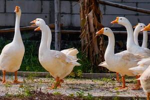 a group of geese gathering in a farm field. photo