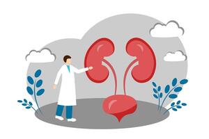 A urologist treats the kidneys. Anatomy ,Medicine vector