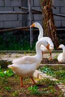 a group of geese gathering in a farm field. photo