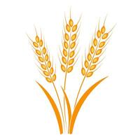 Ears of wheat on a white background vector