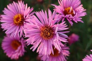 Purple aster flowers growing close-up. photo