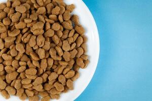 Cat food on a white plate. Animal feed. photo
