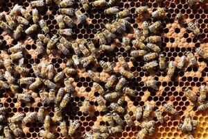 Bees on a frame with honeycombs photo