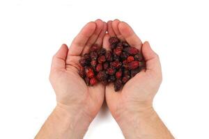 Dried rose hips in palms on a white background isolate photo