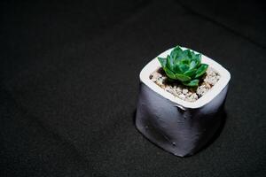 Close-up view of a cactus in a white pot on a black cloth. photo