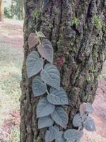 Ficus villosa plants creeping up tree trunks, looking close from a beautiful perspective. photo