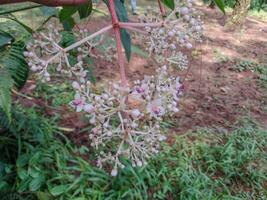 pink parijata flowers, seen close up from a perspective from above. photo