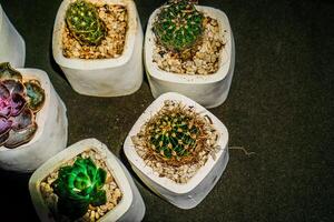 Top view of a group of small cactus flowers in a white pot. photo