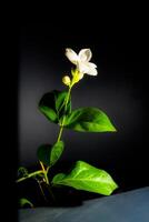 jasmine flowers on a black background, close up from a parallel viewpoint. photo