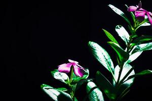 Close-up view of pink periwinkle flowers. photo