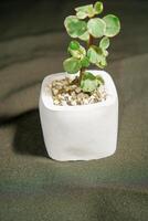 cactus flower in white pot on black background, photo