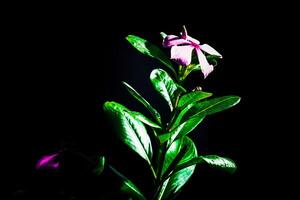 Close-up view of pink periwinkle flowers. photo