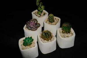 Top view of a group of small cactus flowers in a white pot. photo