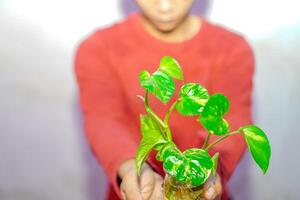 Ivory betel plant held by a man in red, seen from the front. photo