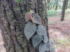 Ficus villosa plants creeping up tree trunks, looking close from a beautiful perspective. photo