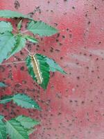 caterpillars on leaves on red background. photo