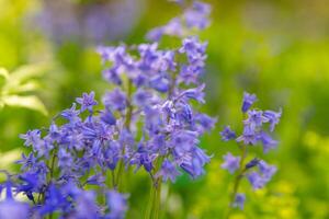 blooming purple bellflowers in spring photo