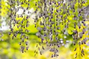 floración glicina árbol en primavera foto