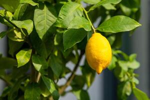 un soltero amarillo limón en un limón árbol foto