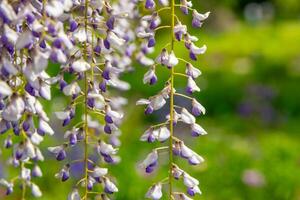 flowering wisteria tree in spring photo