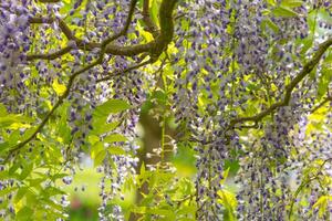 flowering wisteria tree in spring photo