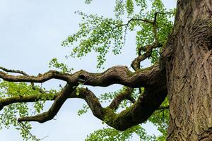 tree branch is long and curved, reaching up towards the sky photo