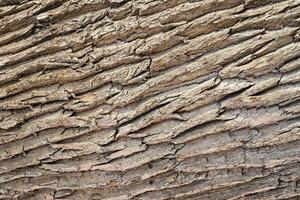 The texture of the rough bark of an old oak tree. Abstract background. photo