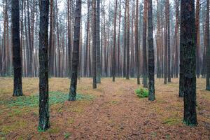 Pine autumn misty forest. Rows of pine trunks shrouded in fog on a cloudy day. photo