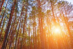 Sunset or sunrise in the spring pine forest covered with a snow. Sunbeams shining through the tree trunks. photo