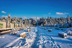 Sunset or dawn in a winter city park with trees covered with snow and ice. photo