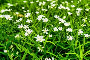 Wild flowers in the forest among the green grass in the spring or summer time of the year. photo