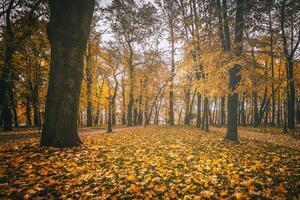 dorado otoño en un ciudad parque con arboles y caído hojas en un nublado día. Clásico película estético. foto