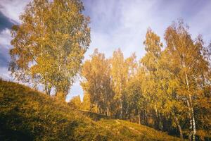 Birches in a sunny golden autumn day. Leaf fall. Vintage film aesthetic. photo