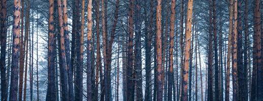 Panorama of pine autumn misty forest. Rows of pine trunks shrouded in fog on a cloudy day. photo