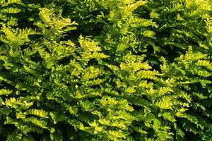 Decorative wall from a plant with green leaves. Natural pattern. Abstract background. Landscaping. photo