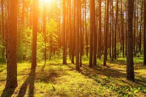 puesta de sol o amanecer en un pino bosque en primavera o temprano verano. foto