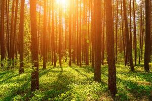 Sunset or dawn in a pine forest with lilies of the valley blooming on the ground. photo