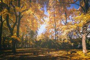 hoja otoño en el ciudad parque en dorado otoño. paisaje con arces y otro arboles en un soleado día. Clásico película estético. foto