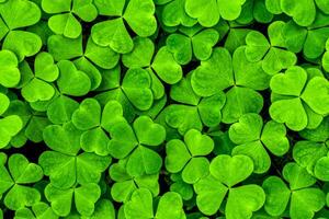 Background with green clover leaves for Saint Patrick's day. Shamrock as a symbol of fortune. photo