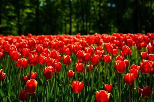 rojo tulipanes iluminado por luz de sol en un flor cama. paisajismo foto