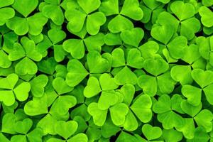 Background with green clover leaves for Saint Patrick's day. Shamrock as a symbol of fortune. photo